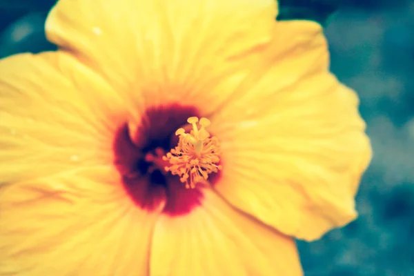 Vintage close-up of fresh blooming orange flower, hibiscus in ga — Stock Photo, Image