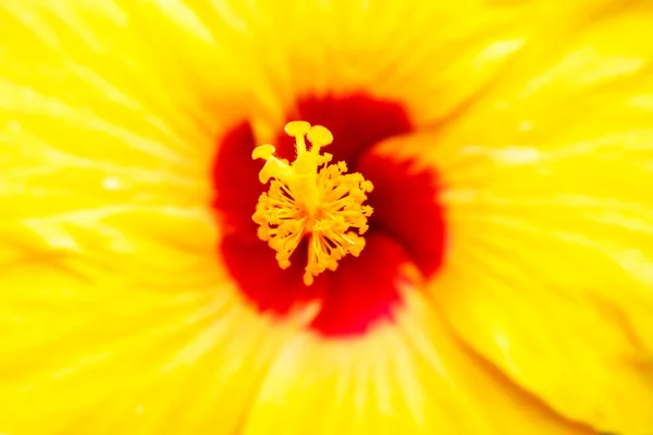 Крупним планом свіжа квітуча апельсинова квітка, гібіскус в саду — стокове фото