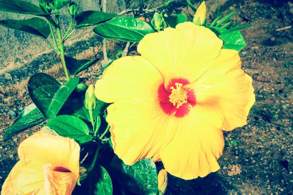 Винтажный крупный план свежего цветущего оранжевого цветка, гибискус в га — стоковое фото