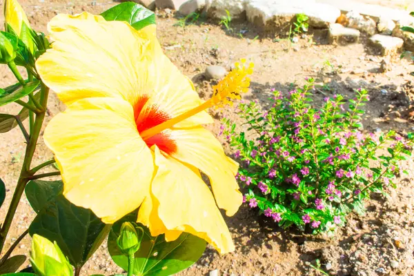 Taze çiçek açan, yakın çekim turuncu çiçek, hibiscus Bahçe — Stok fotoğraf