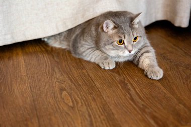 Gri, şişman İngiliz kedisi perdenin altında yatıyor ve yana bakıyor..