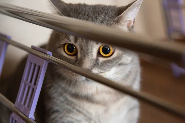 Gris Británico Raza Pura Gato Doméstico Esconde Lado Con Los — Foto de Stock