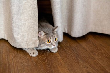 Gri, şişman İngiliz kedisi perdenin altında yatıyor ve yana bakıyor..