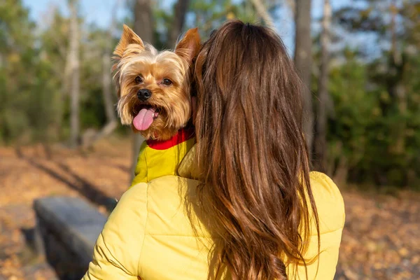 woman hugs dog. Yorkshire Terrier breed. Domestic pet health. Puppy stuck out his tongue