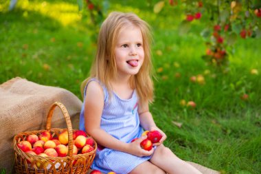 Elma bahçesindeki çocukların portresi. Mavi çizgili elbiseli küçük bir kız hasat edilmiş elmalarla hasat sepetinin yanında oturuyor ve elinde elmalarla oturuyor. Tasasız çocukluk, mutlu çocuk