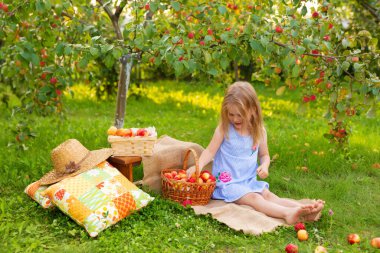 Elma bahçesindeki çocukların portresi. Mavi çizgili elbiseli küçük bir kız hasat edilmiş elmalarla hasat sepetinin yanında oturuyor ve elinde elmalarla oturuyor. Tasasız çocukluk, mutlu çocuk
