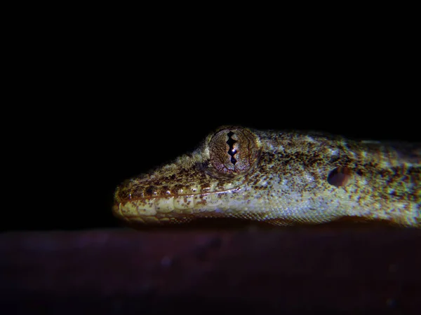 Ojo Lagarto Capturado Detalles — Foto de Stock