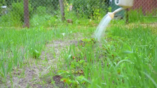 Giovane donna annaffiamento biologico prodotto agricolo fresco — Video Stock