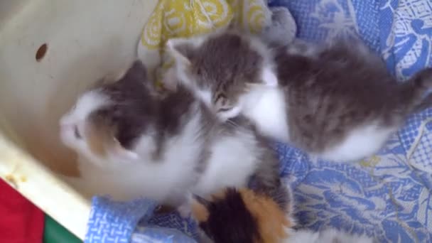 Üç küçük kedi birbirleriyle oynuyorlar. — Stok video