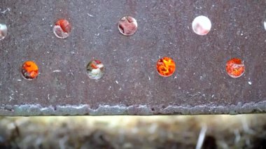 Barbeküde yanan kömürler.