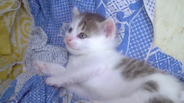 Смішний маленький кошеня лежить на дошці — стокове відео