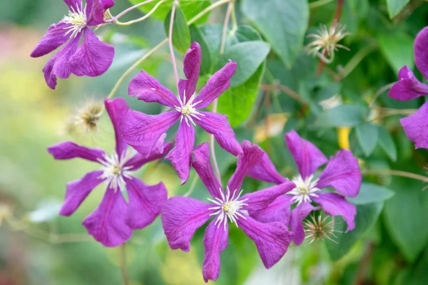 Flores Bonitas Jardim — Fotografia de Stock