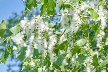 Bir ağacın dalları ve yapraklarında kavak tüyü (tohumlar).