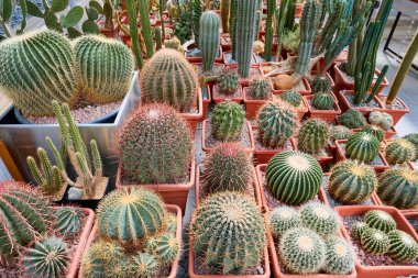 Kahverengi tencerelerde bir sürü farklı kaktüs türü biriktir. Kaktüsler, suyu depolamaya ve ekonomik olarak kullanmaya adapte olmuş, yaprakları dökülmüş kökten suludur..