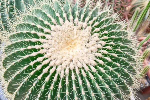 Cactus Forma Bola Foto Primer Plano — Foto de Stock