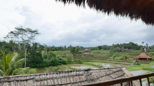 Pohled zpod staw střechy na tradičních rýžových terasách na Bali — Stock video