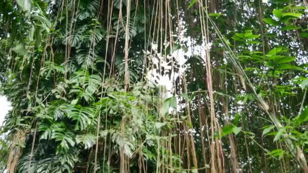 Liány visící ze stromu v Ubud - Naklápěcí — Stock video