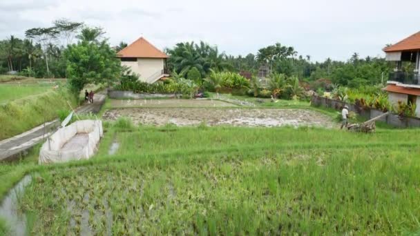 Místní lidé pracují na rýžovém poli na Bali — Stock video