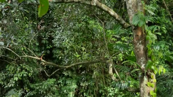 Tronco d'albero tropicale nel verde lussureggiante - Inclinazione — Video Stock