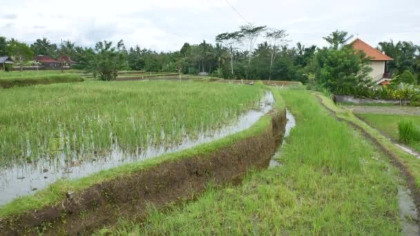 Světle zelená rýžová neloupaná rýže na Bali — Stock video