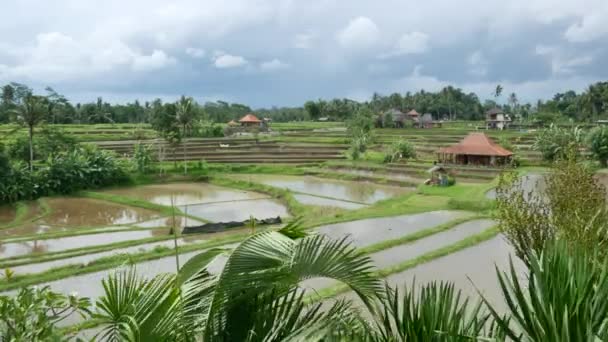 Ισχυρός άνεμος στο Μπαλί και η θέα στο πράσινο ταράτσες ρυζιού — Αρχείο Βίντεο