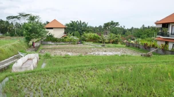 Groene landbouwgrond in Bali - Pan Handheld — Stockvideo