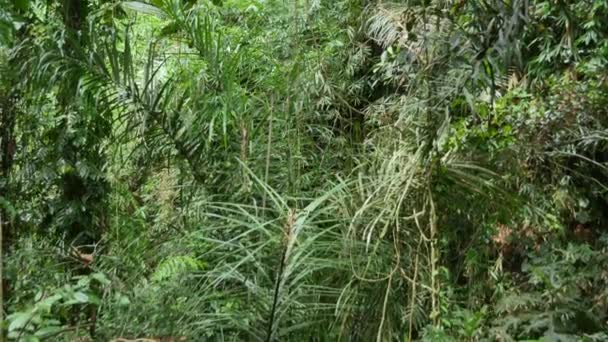 Lummiga gröna tropiska träd på Bali - lutning — Stockvideo