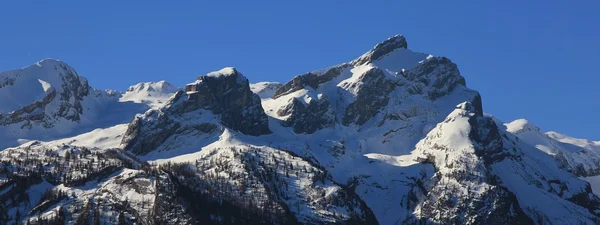 Schneebedecktes Schlauchhorn — Stockfoto