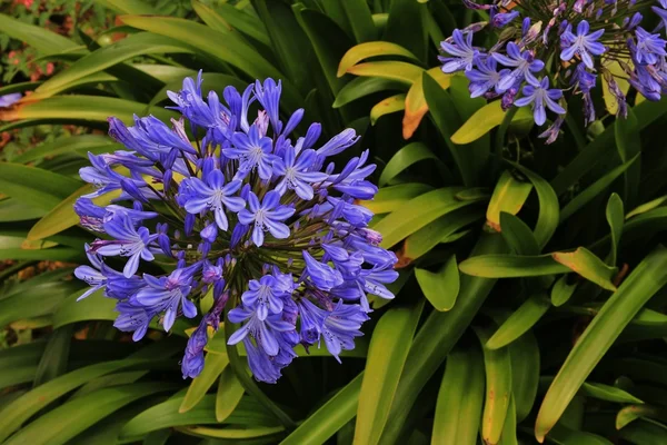 アガパンサス、紫の庭の花 — ストック写真