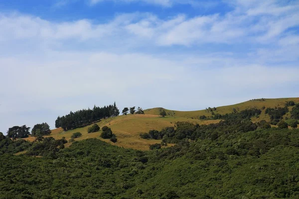 Green hill in New Zealand — Stock Photo, Image
