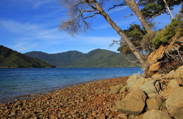 Endeveaour Inlet, bay in the Marlborough Sounds — Stock Photo, Image