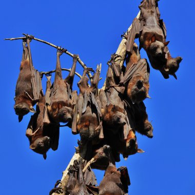 Flying foxes hanging on a branch of a tree clipart