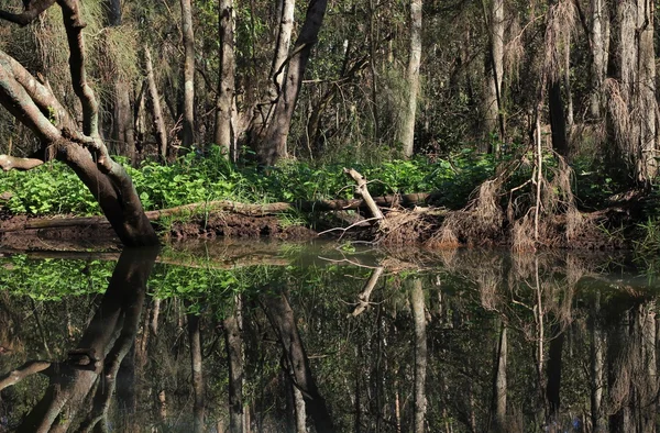 Bäume spiegeln sich in einem Fluss — Stockfoto