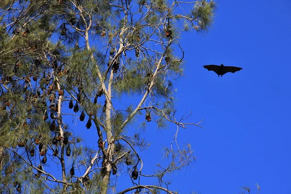 Vliegende vossen in Australië — Stockfoto