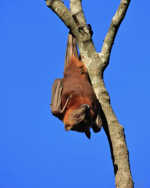 Pteropus rustend op een boom — Stockfoto