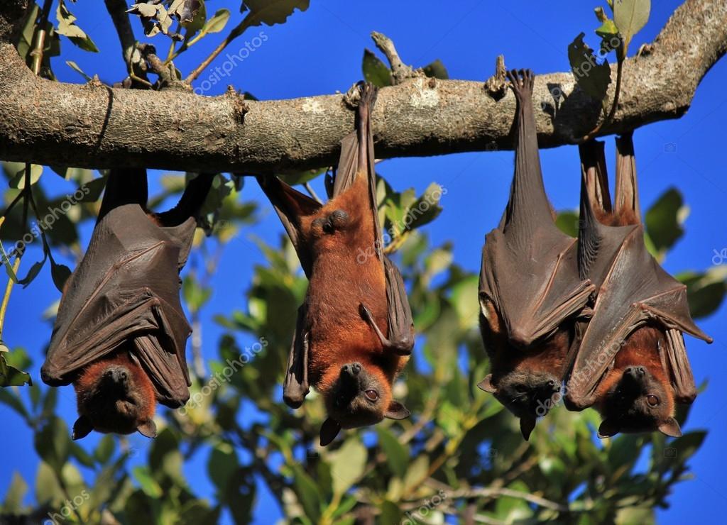 Sleeping flying foxes wrapped up in their wings Stock Photo by