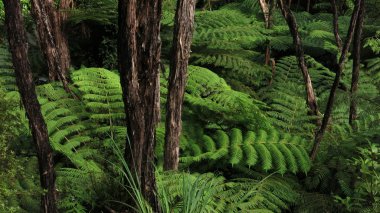 Yeşil yağmur ormanı yenileme