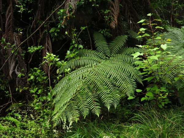 Fern växer i Nya Zeeland — Stockfoto