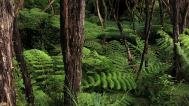 Yağmur ormanları içinde Abel Tasman Ulusal Park