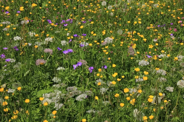 野の花の草原 — ストック写真