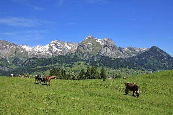 Grazende koeien en Alpstein bereik — Stockfoto