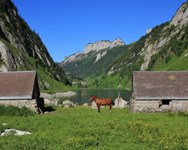 Escena de verano en el lago Fahlensee, Alpes suizos — Foto de Stock