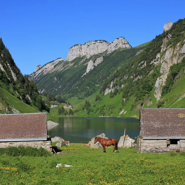 Cobertizos y caballo en el lago Fahlensee . — Foto de Stock