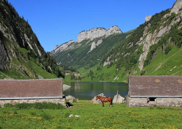 Loodsen Paard Lake Fahlensee Bergen Van Alpstein Bereik Kanton Appenzell — Stockfoto