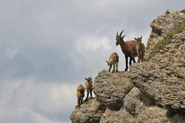 Female alpine ibex with babies — Stock Photo, Image