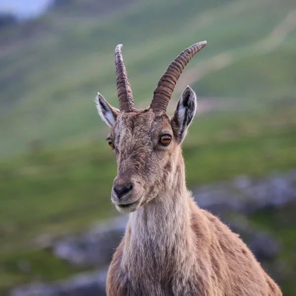 Head of a female alpine ibex — Stock Photo, Image