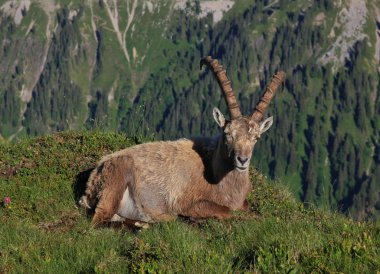 Bir dağ sırtı üzerinde dinlenme erkek Alp dağ keçisi