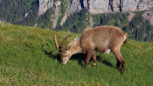 Male alpine ibex grazing on a mountain meadow — Stock Photo, Image