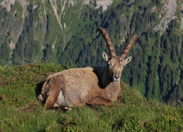 Male alpine ibex resting on a mountain ridge — Stock Photo, Image