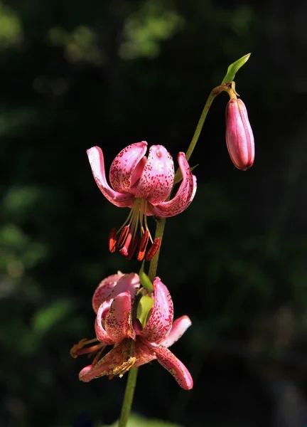 头巾百合，罕见的野花 — 图库照片